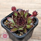Sempervivum tectorum 'Bronco'