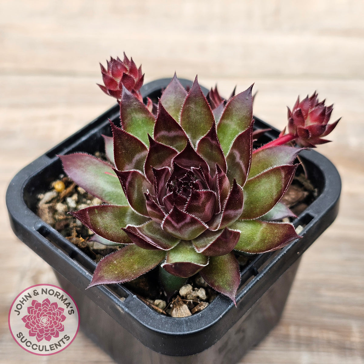 Sempervivum tectorum 'Bronco'