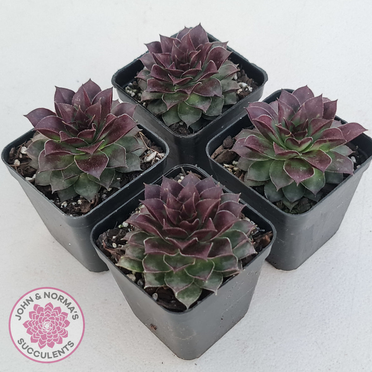 Sempervivum tectorum 'Bronco'