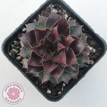 Load image into Gallery viewer, Sempervivum tectorum &#39;Bronco&#39;
