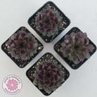 Sempervivum tectorum 'Bronco'