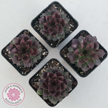 Load image into Gallery viewer, Sempervivum tectorum &#39;Bronco&#39;
