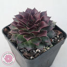 Sempervivum tectorum 'Bronco'