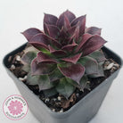 Sempervivum tectorum 'Bronco'