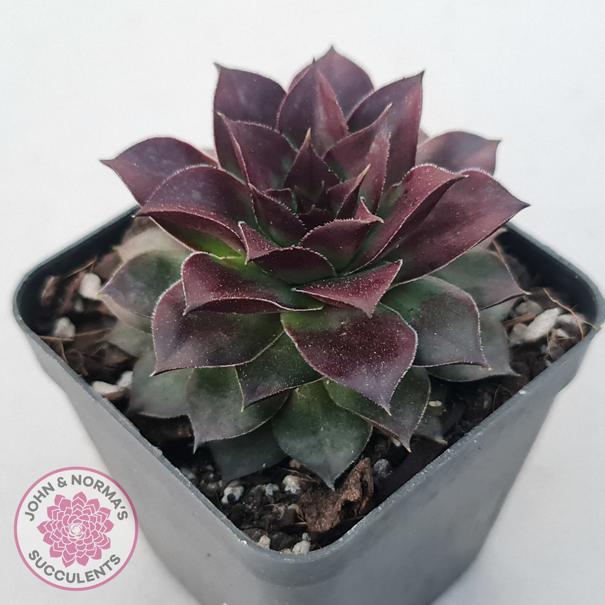 Sempervivum tectorum 'Bronco'
