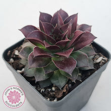 Load image into Gallery viewer, Sempervivum tectorum &#39;Bronco&#39;
