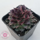 Sempervivum tectorum 'Bronco'