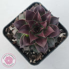 Sempervivum tectorum 'Bronco'