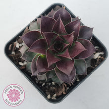 Load image into Gallery viewer, Sempervivum tectorum &#39;Bronco&#39;
