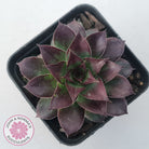 Sempervivum tectorum 'Bronco'