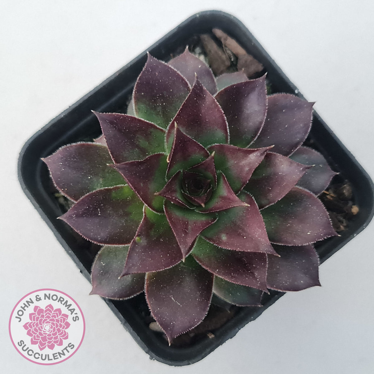 Sempervivum tectorum 'Bronco'