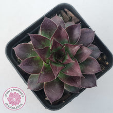 Load image into Gallery viewer, Sempervivum tectorum &#39;Bronco&#39;
