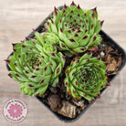 Sempervivum tectorum