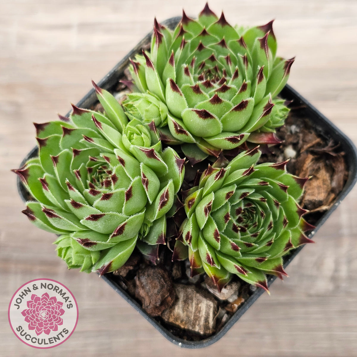 Sempervivum tectorum