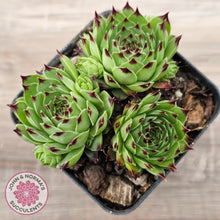 Load image into Gallery viewer, Sempervivum tectorum
