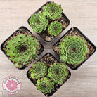 Sempervivum tectorum