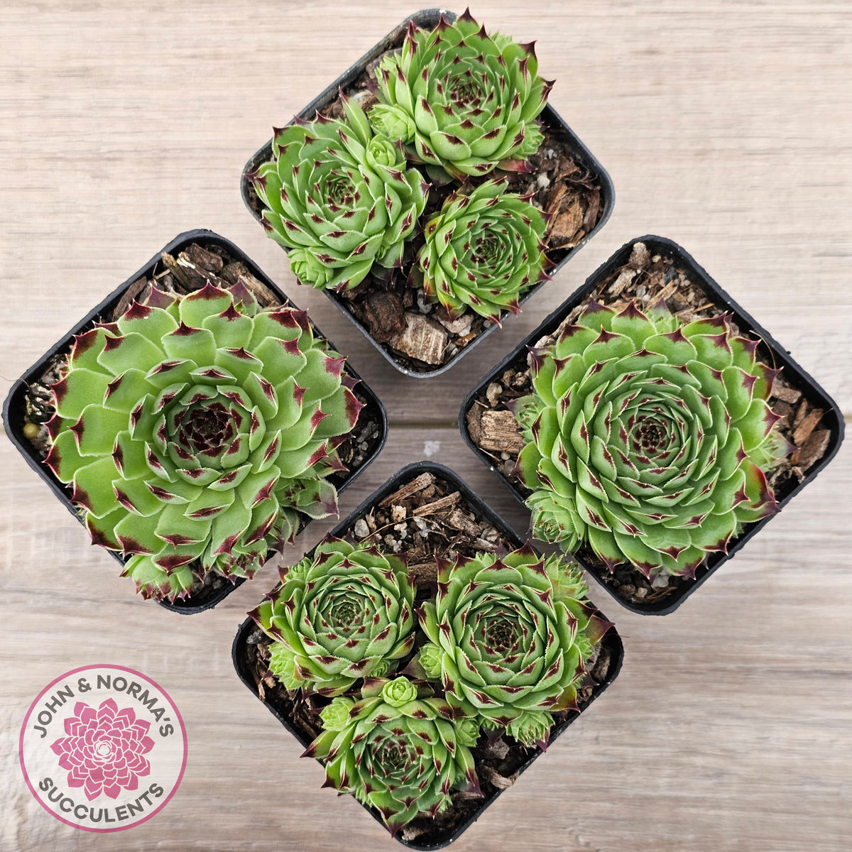 Sempervivum tectorum