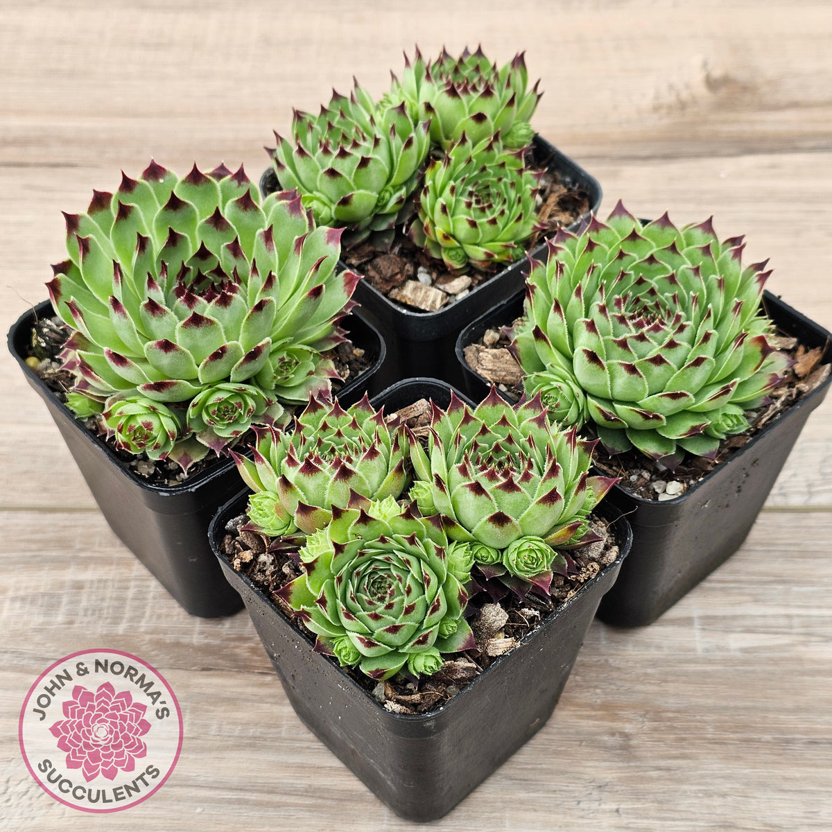 Sempervivum tectorum