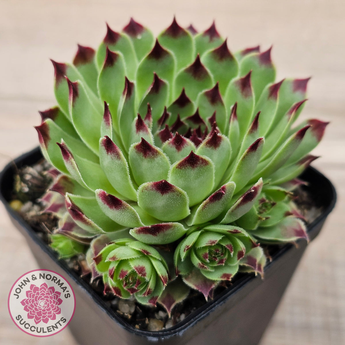 Sempervivum tectorum