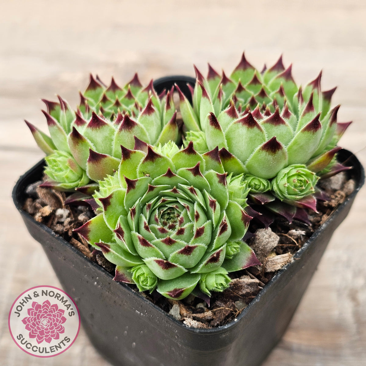 Sempervivum tectorum