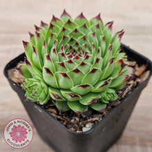 Load image into Gallery viewer, Sempervivum tectorum
