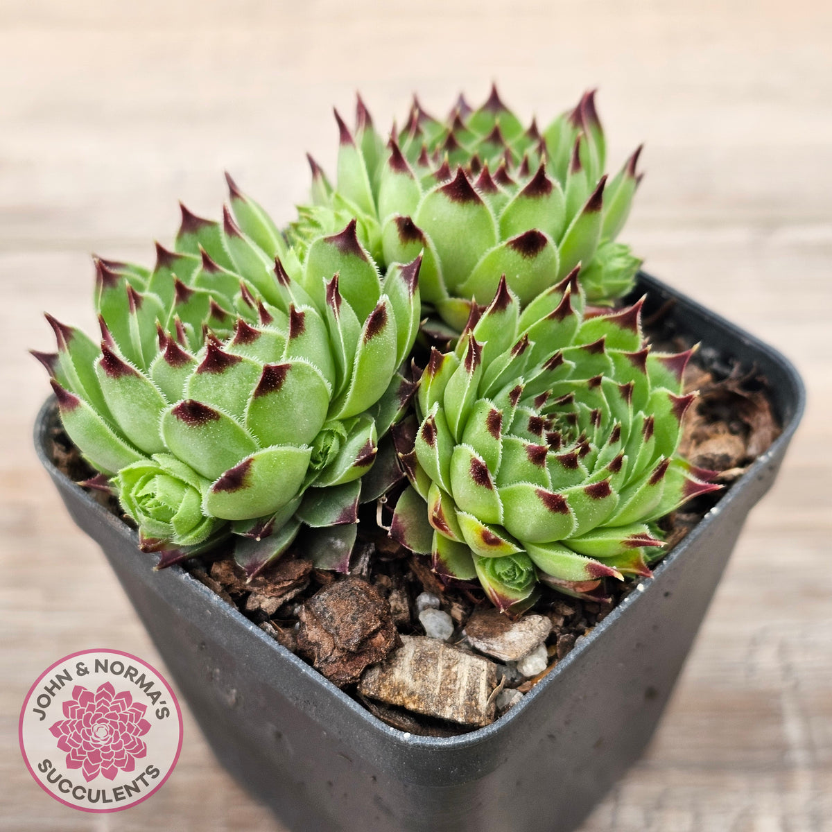Sempervivum tectorum