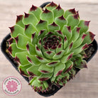 Sempervivum tectorum