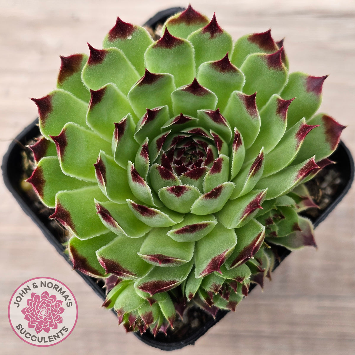 Sempervivum tectorum