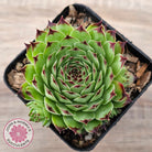 Sempervivum tectorum