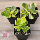 Senecio Jacobsenii 'Trailing Jade' Variegata