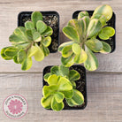 Senecio Jacobsenii 'Trailing Jade' Variegata