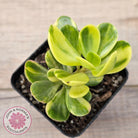 Senecio Jacobsenii 'Trailing Jade' Variegata