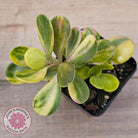 Senecio Jacobsenii 'Trailing Jade' Variegata