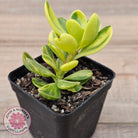 Senecio Jacobsenii 'Trailing Jade' Variegata