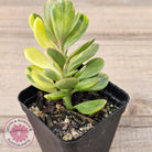 Senecio Jacobsenii 'Trailing Jade' Variegata