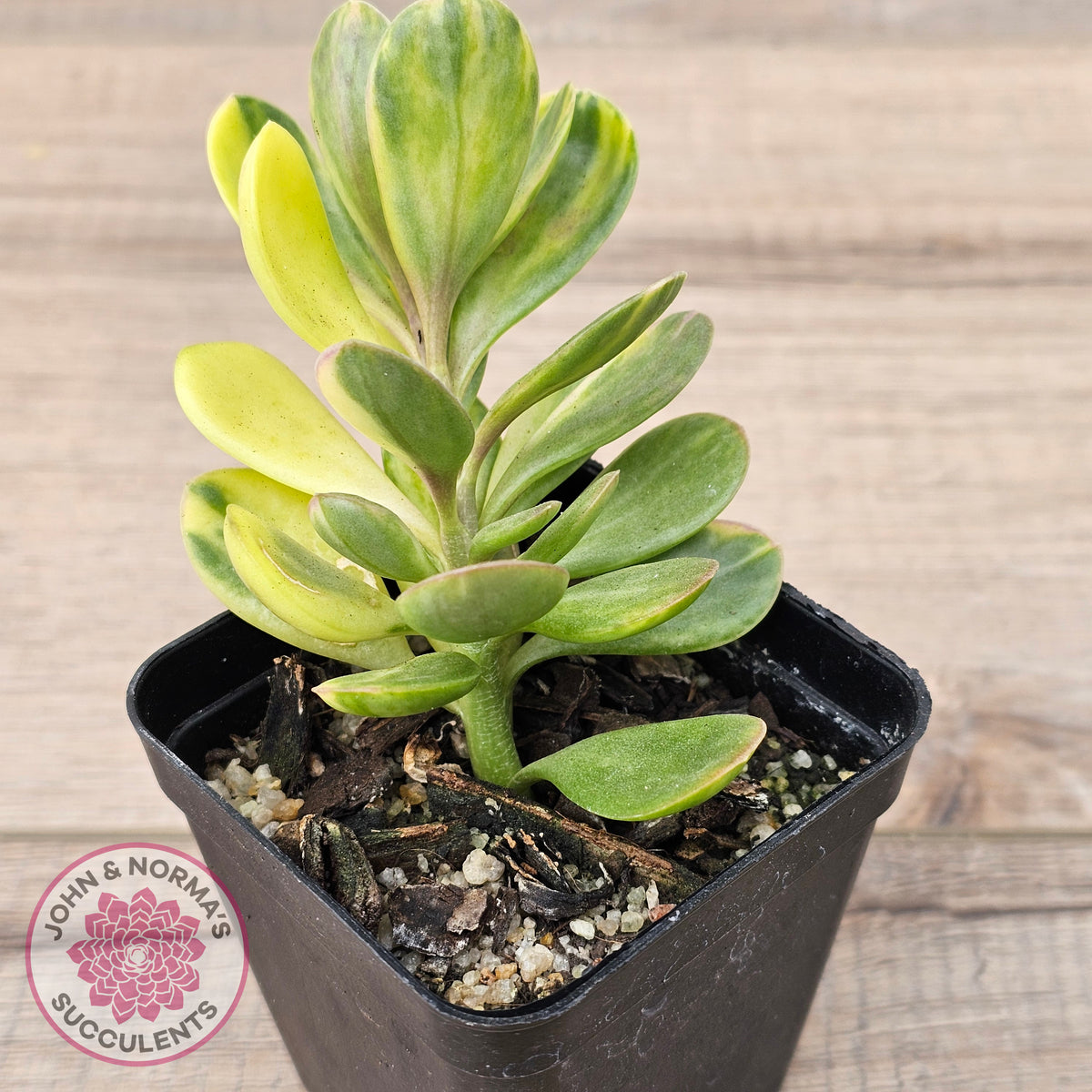 Senecio Jacobsenii 'Trailing Jade' Variegata