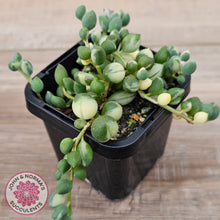 Load image into Gallery viewer, Senecio &#39;Weeping Angel&#39;
