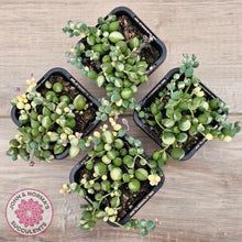 Load image into Gallery viewer, Senecio &#39;Weeping Angel&#39;
