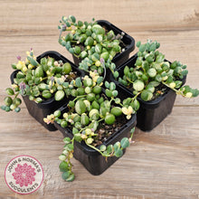 Load image into Gallery viewer, Senecio &#39;Weeping Angel&#39;
