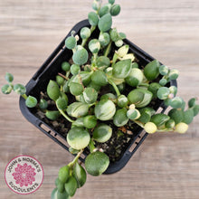 Load image into Gallery viewer, Senecio &#39;Weeping Angel&#39;
