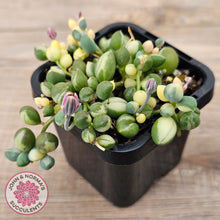 Load image into Gallery viewer, Senecio &#39;Weeping Angel&#39;
