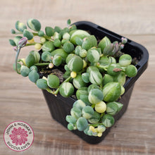 Load image into Gallery viewer, Senecio &#39;Weeping Angel&#39;
