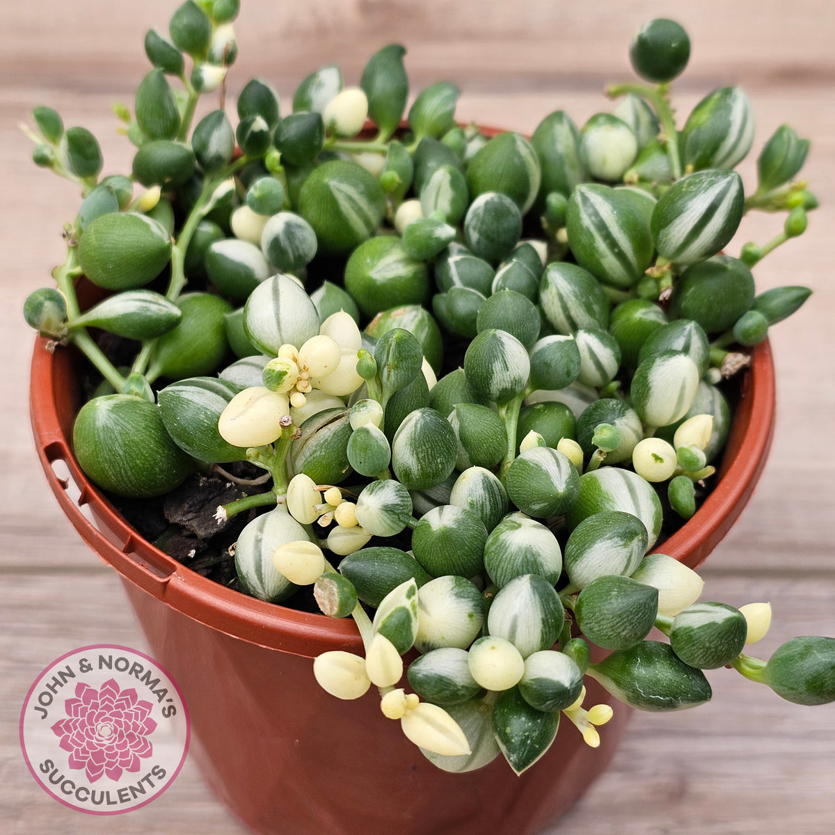Senecio 'Weeping Angel'