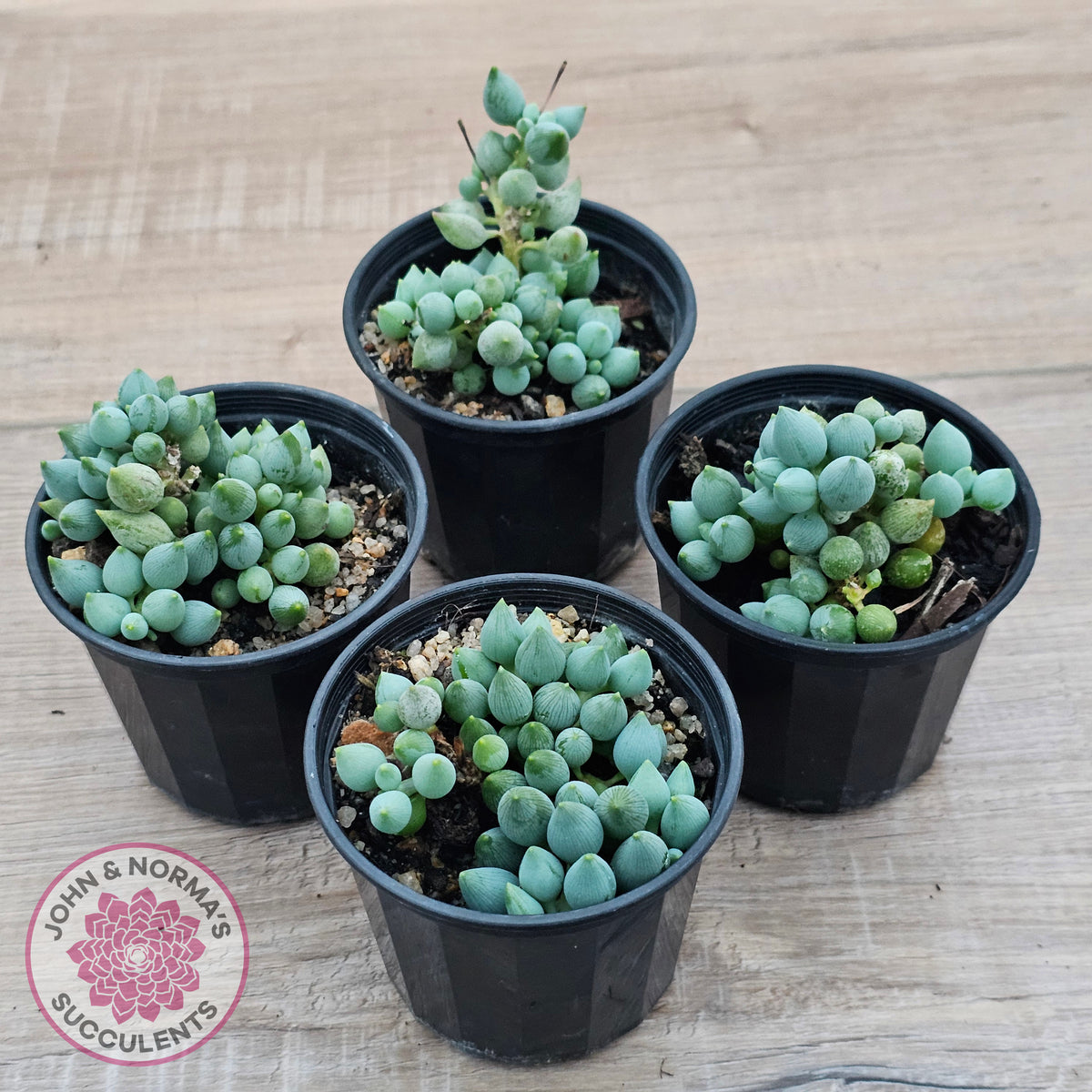 Senecio citriformis 'Baby Chalk Sticks'