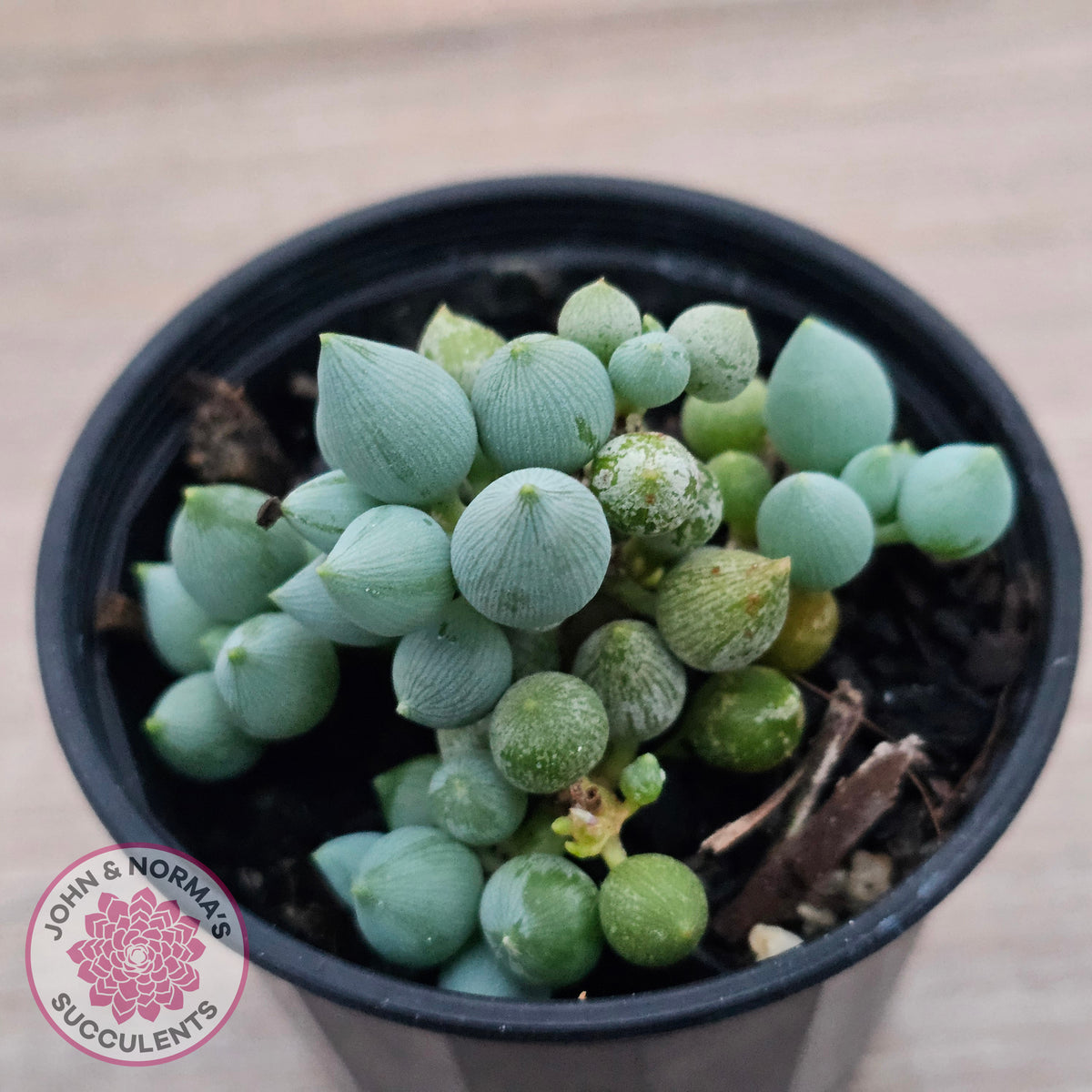 Senecio citriformis 'Baby Chalk Sticks'