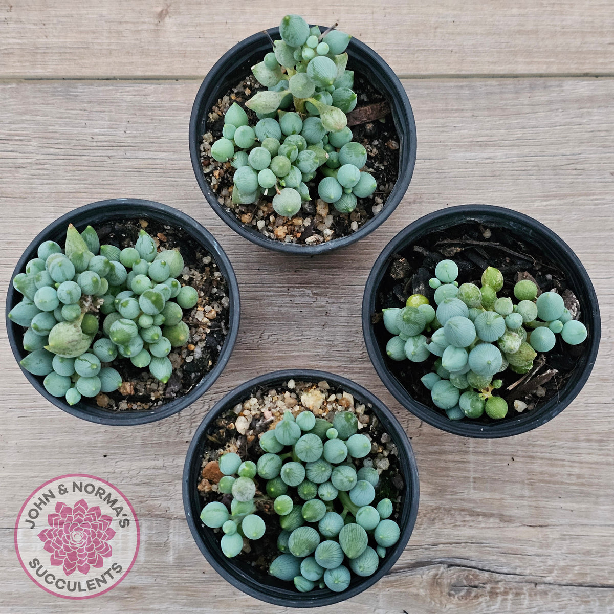 Senecio citriformis 'Baby Chalk Sticks'