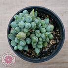 Senecio citriformis 'Baby Chalk Sticks'