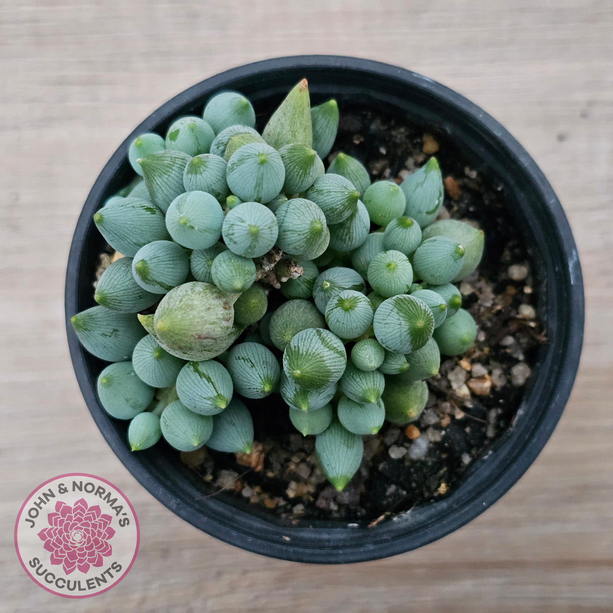 Senecio citriformis 'Baby Chalk Sticks'