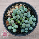 Senecio citriformis 'Baby Chalk Sticks'