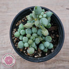 Senecio citriformis 'Baby Chalk Sticks'